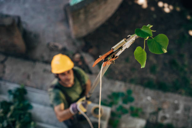 Best Utility Line Clearance  in Hartford, WI